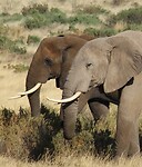 Samburu Dag 2 (3)