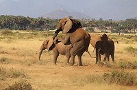 Samburu Dag 2 (6)