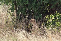 Samburu Dag 2 (12)