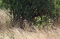 Samburu Dag 2 (13)