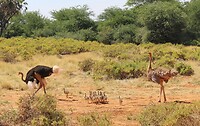 Samburu Dag 2 (15)