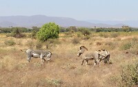 Samburu Dag 2 (16)