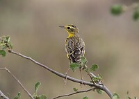 Samburu Dag 2 (18)