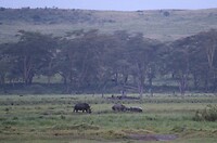 Nakuru (1)