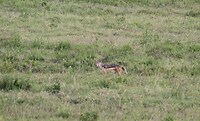 Nakuru (2)