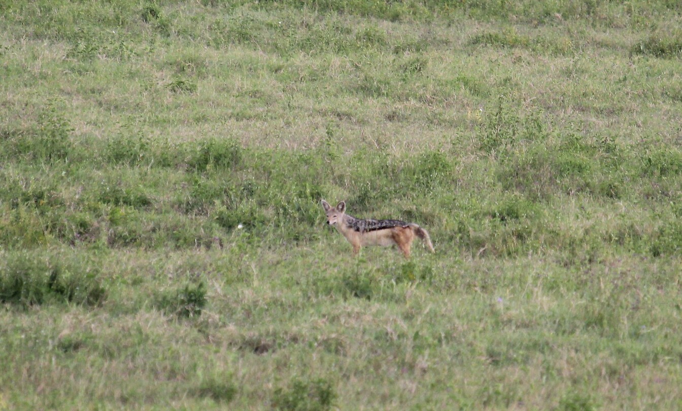 Nakuru (2)