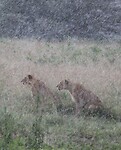 Nakuru (12)