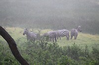 Nakuru (14)
