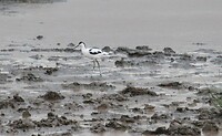 Nakuru (18)