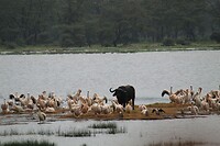 Nakuru (24)