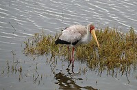 Nakuru (35)