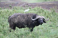 Nakuru (40)