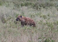 Nakuru (48)