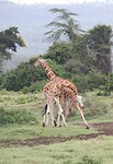 Nakuru (54)