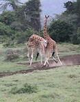 Nakuru (55)