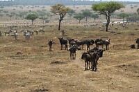 Serengeti (1)