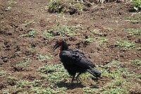 Serengeti (2)