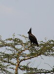 Serengeti (3)