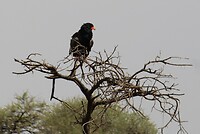 Serengeti (16)