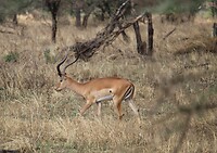 Serengeti (19)
