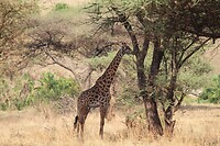 Serengeti (21)