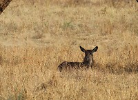 Serengeti (22)