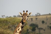Serengeti (23)
