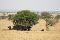 Serengeti (26)