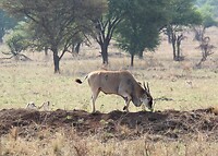 Serengeti (27)