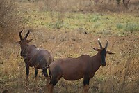 Serengeti (28)