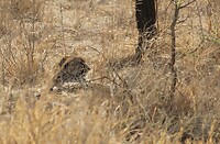 Serengeti (32)