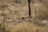 Serengeti (33)