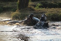 Serengeti (35)