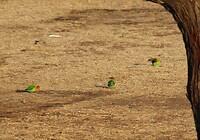 Serengeti (37)