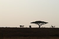 Serengeti (40)
