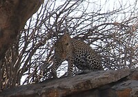 Serengeti (47)