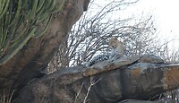 Serengeti (49)