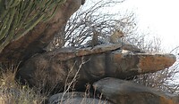Serengeti (52)