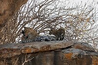 Serengeti (75)