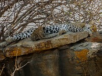 Serengeti (77)