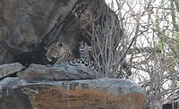 Serengeti (78)