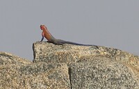 Serengeti (53)