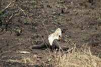 Serengeti (56)