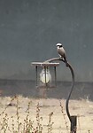 Serengeti (59)