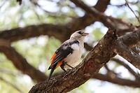 Serengeti (74)