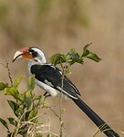 Serengeti (87)