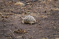 Serengeti (61)
