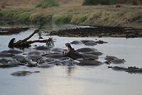 Serengeti (65)