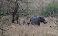 Serengeti (68)