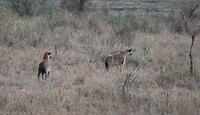 Serengeti (69)